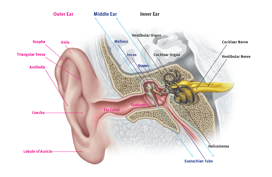 blogs/2019/18-jul-2019-the-ear