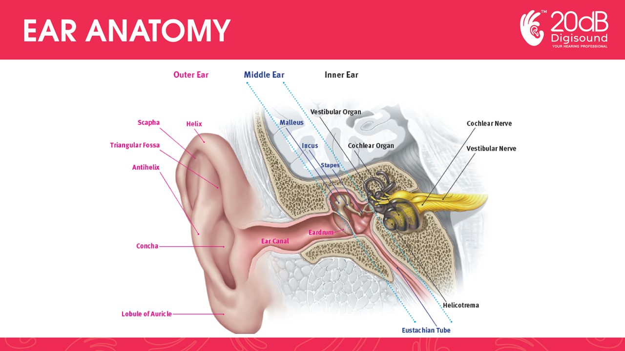 19-jul-2024-soundwaves-lost-hearing-loss-causes-types-and-prevention